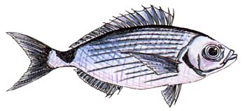 Occhiata