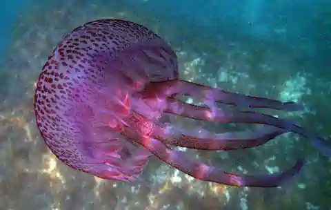 Pelagia noctiluca