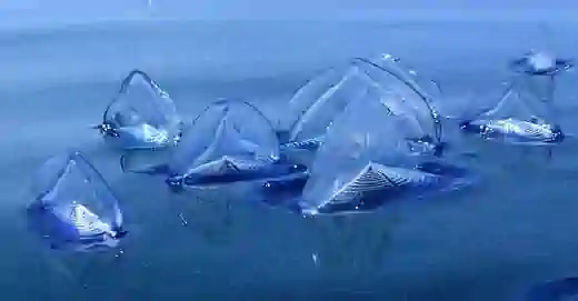 velella